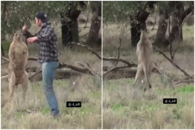 Žestok okršaj kengura i čoveka: Nakon drame pao i šamar, a njegov pogled će vas nasmejati do suza! (VIDEO)
