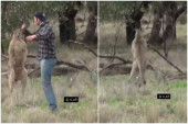 Žestok okršaj kengura i čoveka: Nakon drame pao i šamar, a njegov pogled će vas nasmejati do suza! (VIDEO)