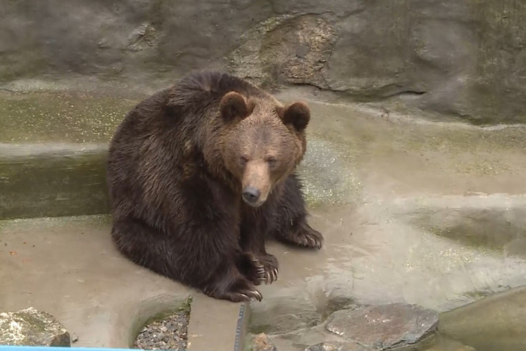 Mečka Dunja je danas predvidela šta nas čeka: Evo da li će zima potrajati (FOTO/VIDEO)