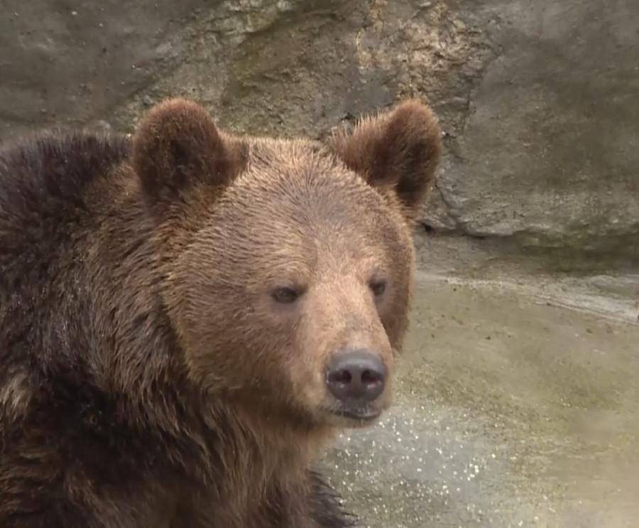 Mečka Dunja je danas predvidela šta nas čeka: Evo da li će zima potrajati (FOTO/VIDEO)