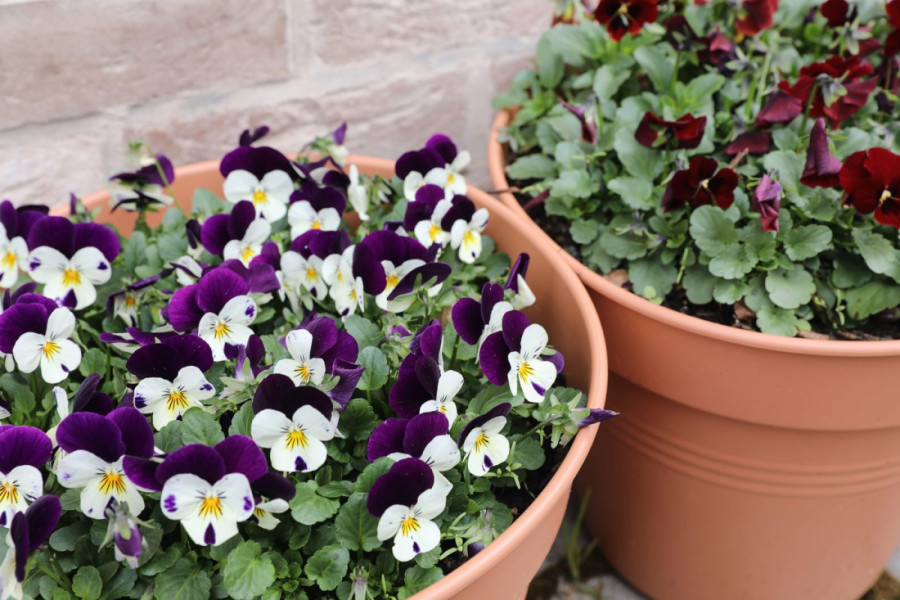 Za baštu punu boja i mirisa: Ovih pet cvetova možete zasaditi sada u kući da bi u aprilu bili spremni za presađivanje