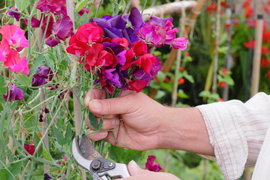 Za baštu punu boja i mirisa: Ovih pet cvetova možete zasaditi sada u kući da bi u aprilu bili spremni za presađivanje