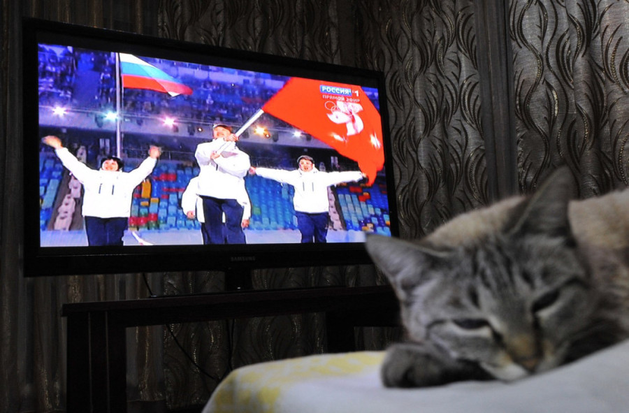 Zašto mačke širom sveta prate Zimske olimpijske igre? Ne zna se da li više vole klizanje ili sankanje (VIDEO)