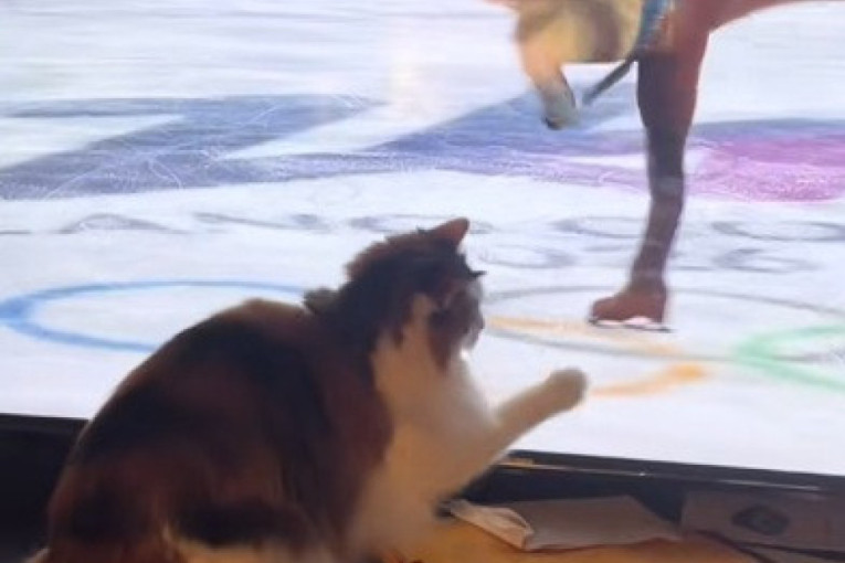 Mnoge mačke obožavaju TV, ali vlasnici ne znaju da to može da bude štetno po njih