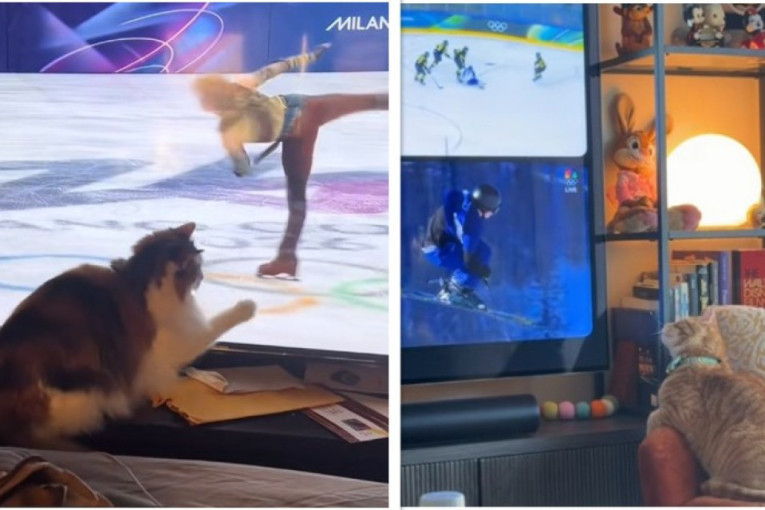 Zašto mačke širom sveta prate Zimske olimpijske igre? Ne zna se da li više vole klizanje ili sankanje (VIDEO)