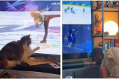 Zašto mačke širom sveta prate Zimske olimpijske igre? Ne zna se da li više vole klizanje ili sankanje (VIDEO)