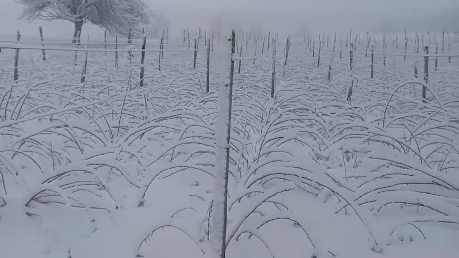 Sneg okovao zapadnu Srbiju! Na putu Tara - Bajina Bašta srušeno drveće! (FOTO/VIDEO)