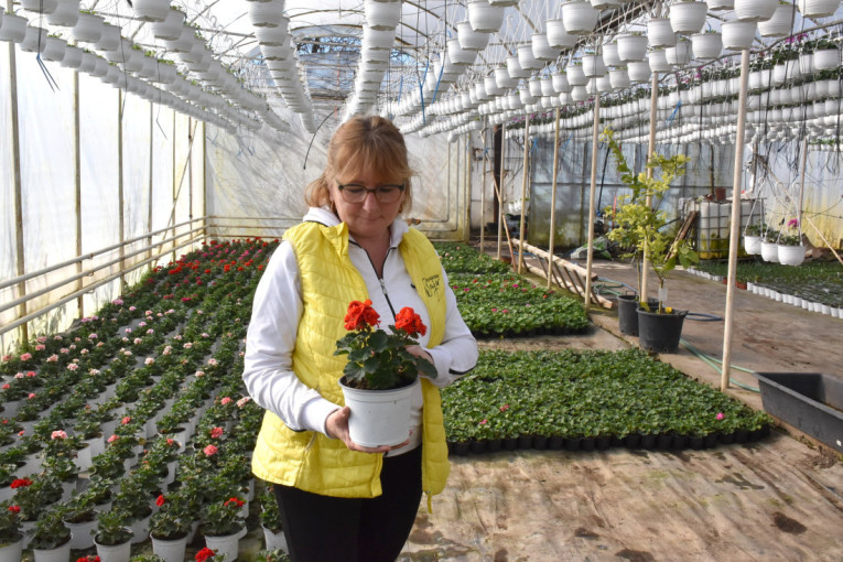 Iz plastenika do velikih gradova: Porodica iz Kucure osvojila tržište cvećem