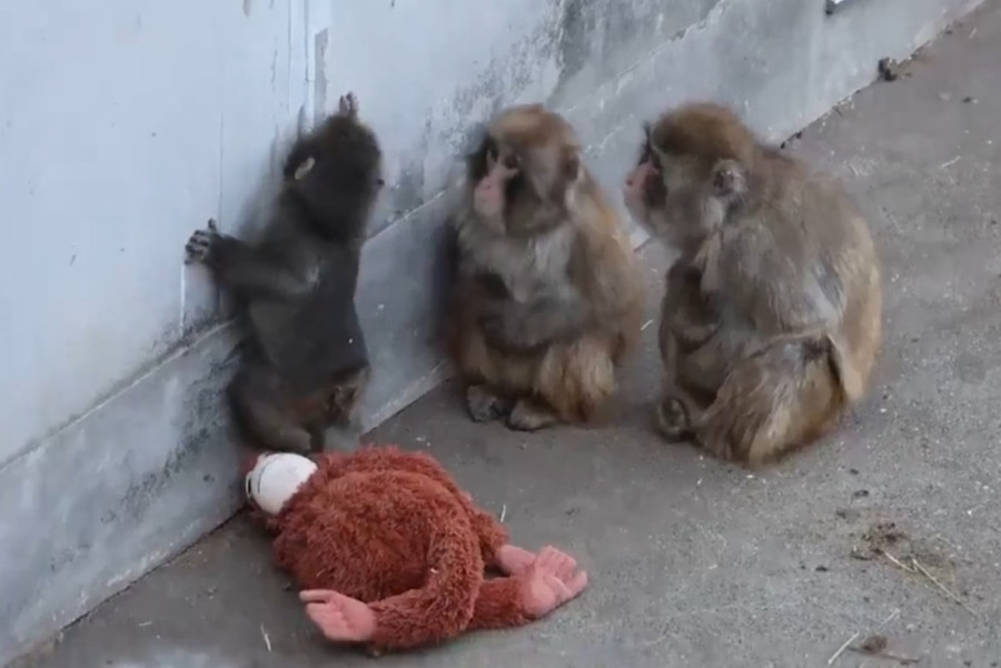 Odbačen od majke, utehu našao u igrački: Dirljiva priča o majmunčetu Panču koja je ganula svet (VIDEO)