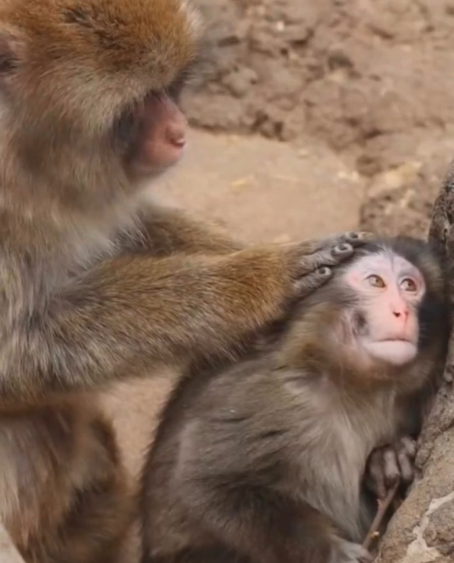 Odbačen od majke, utehu našao u igrački: Dirljiva priča o majmunčetu Panču koja je ganula svet (VIDEO)