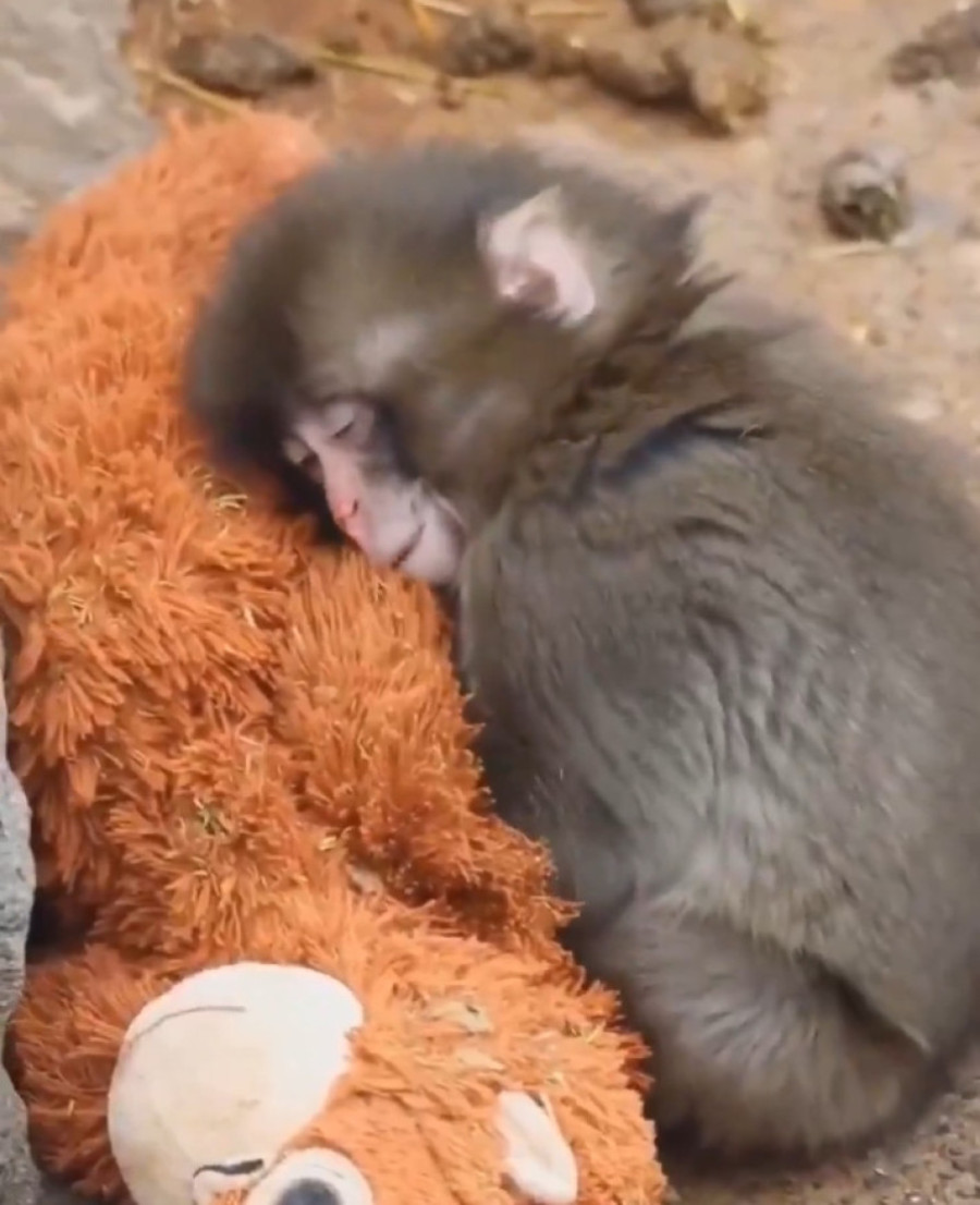 Odbačen od majke, utehu našao u igrački: Dirljiva priča o majmunčetu Panču koja je ganula svet (VIDEO)