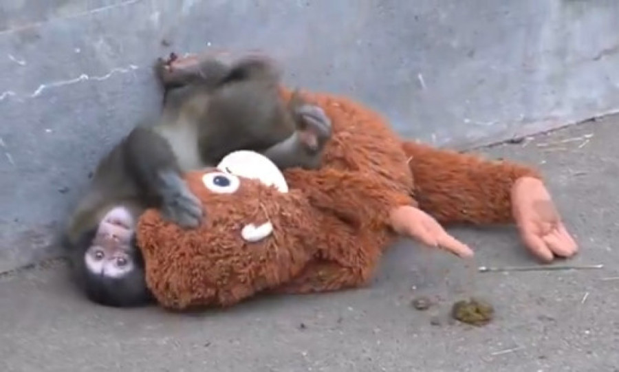 Odbačen od majke, utehu našao u igrački: Dirljiva priča o majmunčetu Panču koja je ganula svet (VIDEO)