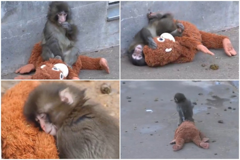 Odbačen od majke, utehu našao u igrački: Dirljiva priča o majmunčetu Panču koja je ganula svet (VIDEO)