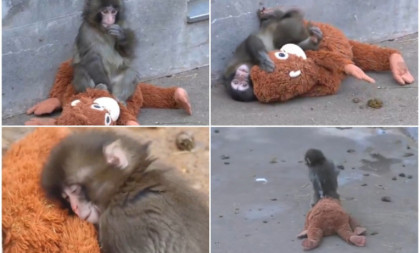 Odbačen od majke, utehu našao u igrački: Dirljiva priča o majmunčetu Panču koja je ganula svet (VIDEO)