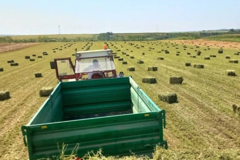 Sa kolena na koleno: Evo šta Slavko radi na obroncima Fruške gore