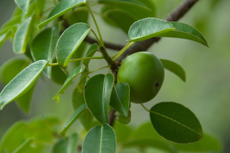 Neke rastu i u Srbiji: Četiri otrovnice koje mogu da vas ubiju (FOTO)