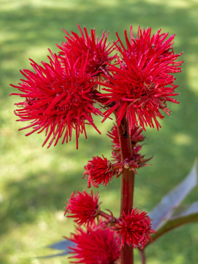 Neke rastu i u Srbiji: Četiri otrovnice koje mogu da vas ubiju (FOTO)