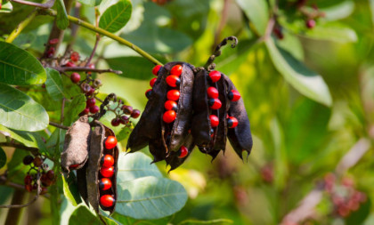 Neke rastu i u Srbiji: Četiri otrovnice koje mogu da vas ubiju (FOTO)