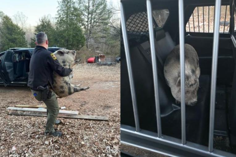 Drama u predgrađu! Odbegla svinja zavela red po ulici – evo kako je akcija završena (FOTO)