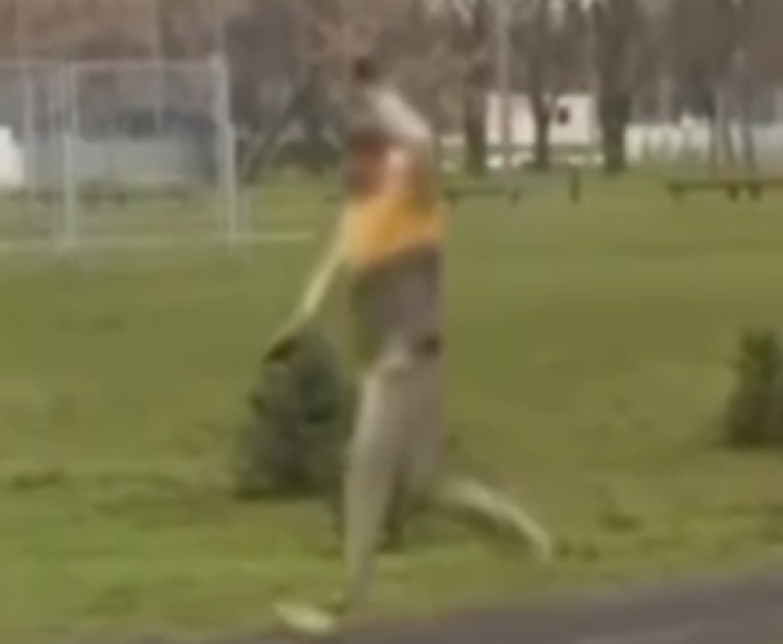 Propala montaža tajkunske N1: Pa jel