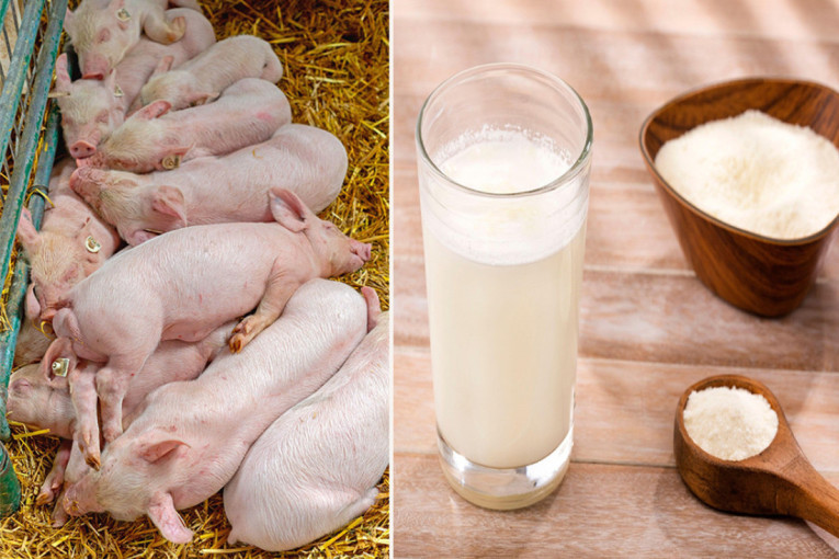 Nova odluka Ministarstva: Bez prelevmana na prasad za tov, ali stiže namet na mleko u prahu