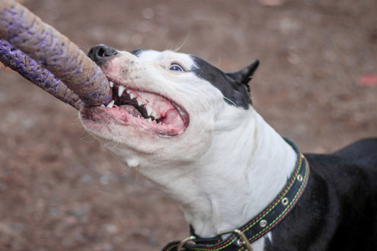 Epilog uličnog napada: Staford Izujedao dvoje Nišlija, gazdarica ide na sud