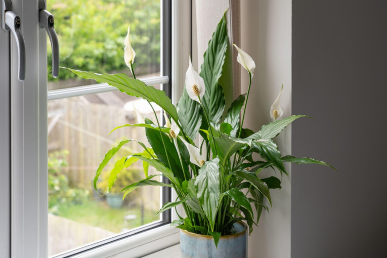 Buđ nestaje kada unesete ove četiri sobne biljke u vaš dom: Prirodno rešenje koje sprečava problem