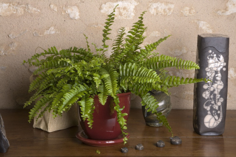 Buđ nestaje kada unesete ove četiri sobne biljke u vaš dom: Prirodno rešenje koje sprečava problem