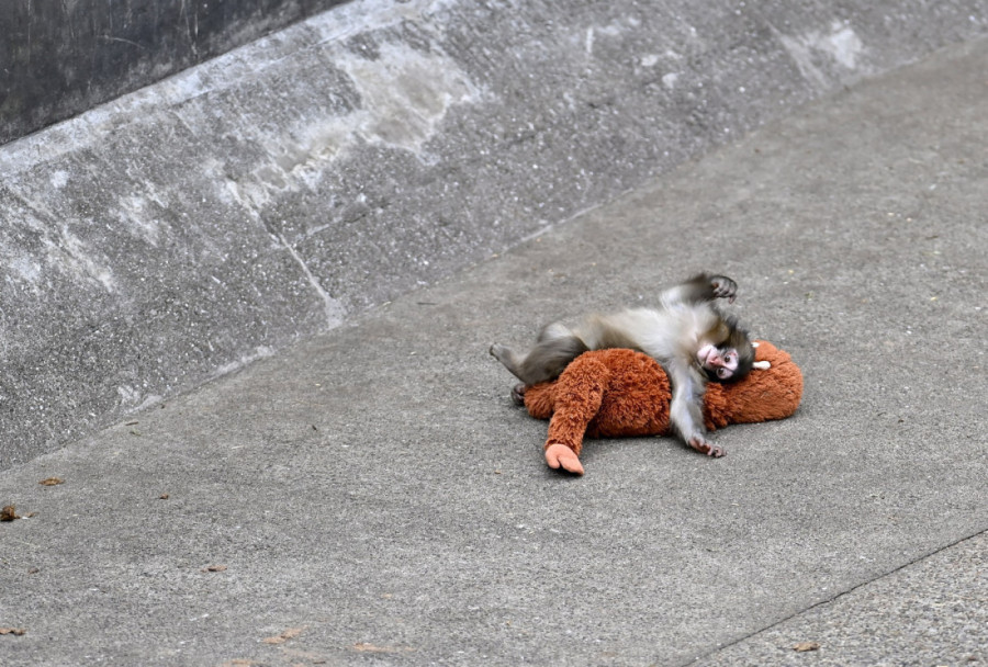 Vesti o Panču čekamo kao slike iz vrtića: Hiljade ljudi pohrlile u zoološki vrt zbog malog majmuna koji se sada sve bolje uklapa u čopor