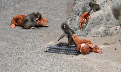 Vesti o Panču čekamo kao slike iz vrtića: Hiljade ljudi pohrlile u zoološki vrt zbog malog majmuna koji se sada sve bolje uklapa u čopor