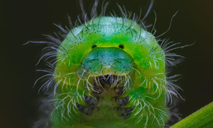 Zaboravite sve što ste mislili da znate o gusenicama: Ova vrsta je pravi „horor ubica“ iz sveta insekata