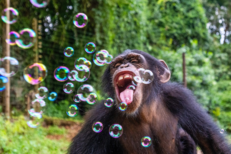 Jedan čovek je čuo čudne zvukove sa krova, a onda je video jezivog monstruma dugačkog skoro dva metra (VIDEO)