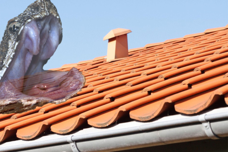 Jedan čovek je čuo čudne zvukove sa krova, a onda je video jezivog monstruma dugačkog skoro dva metra (VIDEO)