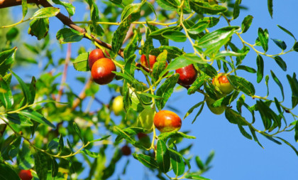 Radiša gaji voće za koje je malo ko čuo: Kilogram ide i do 1.200 dinara!