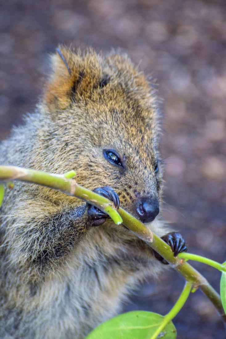 Ona je najveselija životinja na svetu: Stalno je nasmejana i topi srca ljudi širom sveta