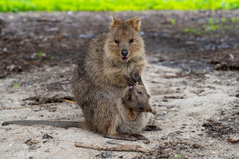 Ona je najveselija životinja na svetu: Stalno je nasmejana i topi srca ljudi širom sveta