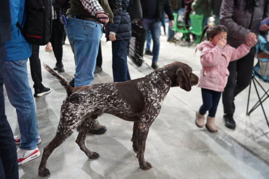 „Specialty Dog Show 2026“ otvorena  u Beogradskoj areni: Sve pršti od lepote i radosti!