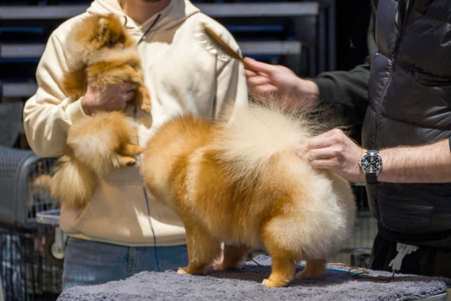 „Specialty Dog Show 2026“ otvorena  u Beogradskoj areni: Sve pršti od lepote i radosti!