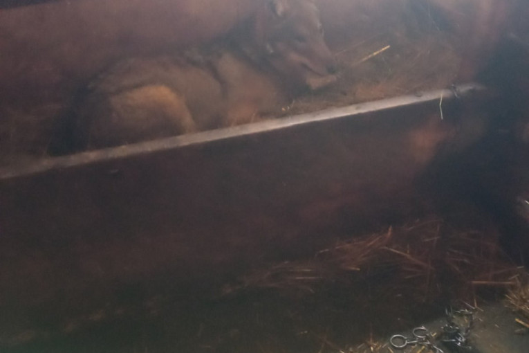 Čudo neviđeno na Žabljaku: Vuk ušao u štalu i satima ležao pored teladi - kad su ga ljudi ugledali uplašen pobegao (FOTO)