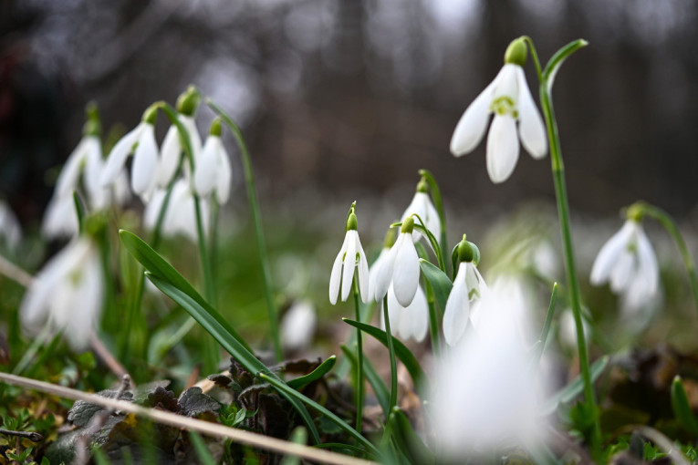 Proleće kuca na vrata! Na Fruškoj gori procvetale visibabe (FOTO)