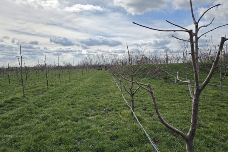 Od njive do trpeze, ali stvarno: Vizija ovog Banaćanina daje odlične rezultate! (FOTO)
