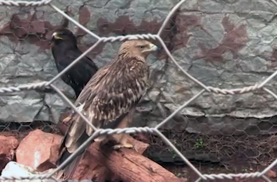 Srpski simbol u nevolji: Orao krstaš Feliks nestao na Bliskom istoku, povratak u Srbiju sada nemoguć