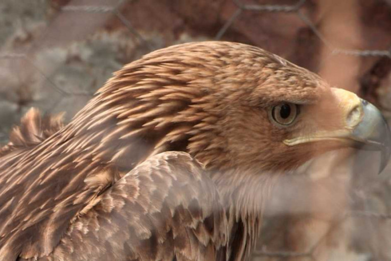 Obrađuju 60 hektara zemlje, a u kući najveće bogatstvo - sedmoro dece: Gerzići iz Viče ostali na dedovini, prelepa slika iz Dragačeva