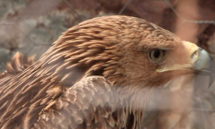 Srpski simbol u nevolji: Orao krstaš Feliks nestao na Bliskom istoku, povratak u Srbiju sada nemoguć