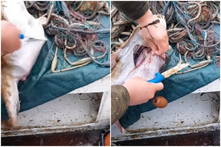 Jeziv prizor iz mora kod Pelješca: Ribar rasporio ribu koja je progutala ovo!