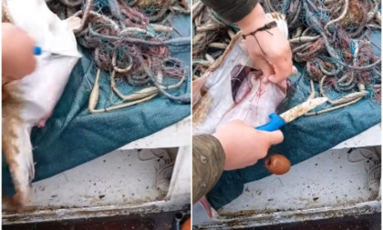 Jeziv prizor iz mora kod Pelješca: Ribar rasporio ribu koja je progutala ovo!