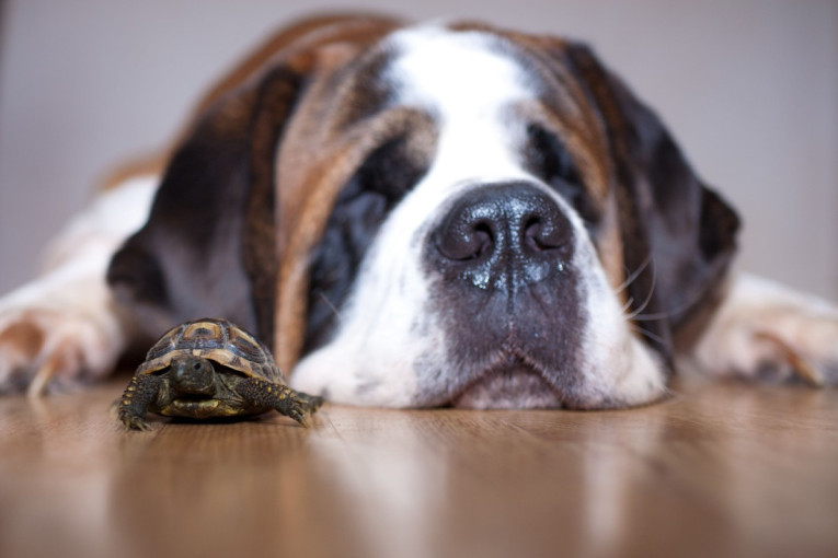 Deluje bezazleno, a može biti opasno: Razlog zbog kog pas gubi svest će vas iznenaditi