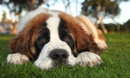 Obožavaju dremku i savršeno se uklapaju u užurban tempo: Ove tri rase su najbolje za zauzete vlasnike