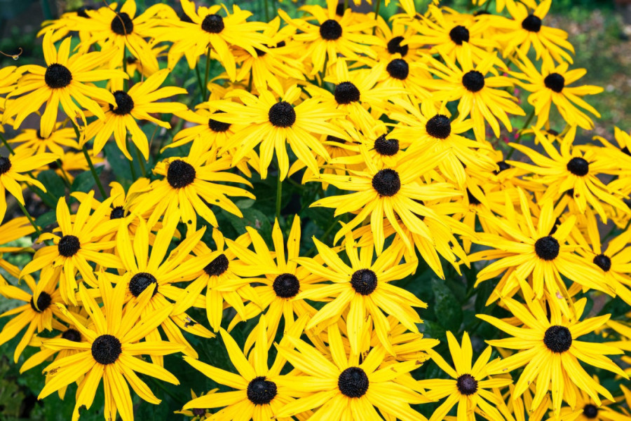 Uspeva čak i početnicima: Stručnjaci za baštovanstvo tvrde da je ovo najlakša višegodišnja biljka za uzgoj