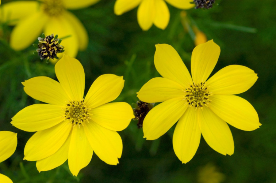 Uspeva čak i početnicima: Stručnjaci za baštovanstvo tvrde da je ovo najlakša višegodišnja biljka za uzgoj